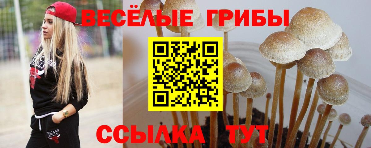 Апатиты  Псилоцибиновые грибы GOLDEN TEACHER  Вход с VPN  Псилоцибиновые грибы прущие грибы 